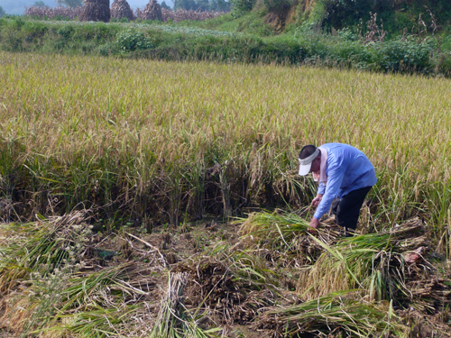 面对浩瀚稻海不辞劳苦，张总佝偻脊背兢兢业业