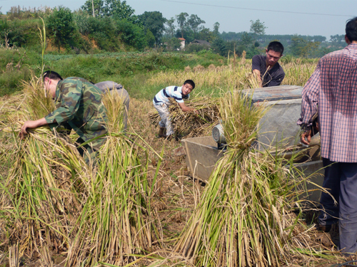 捆扎稻草，完成打谷